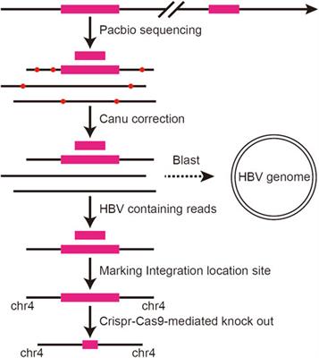 Pacbio Sequencing of PLC/PRF/5 Cell Line and Clearance of HBV Integration Through CRISPR/Cas-9 System